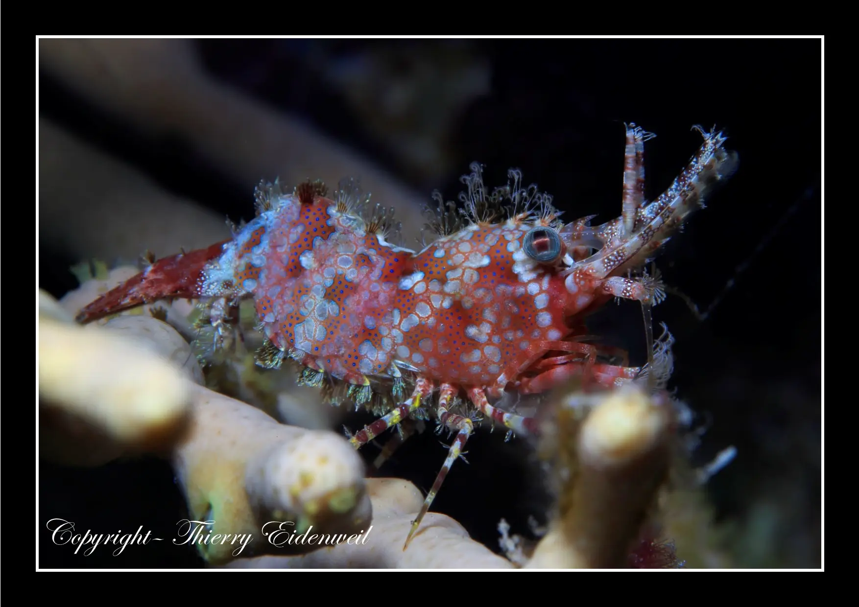 Anilao Macro Dive Media Highlight